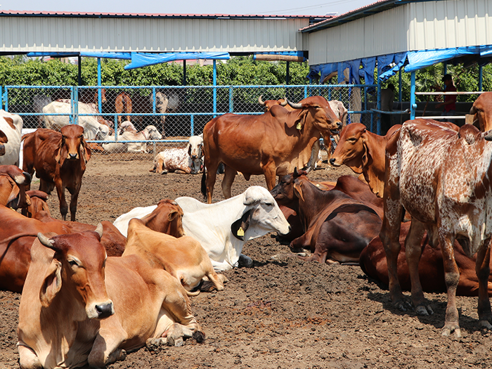 Indian dairy farmer using DairyKhata mobile app on farm