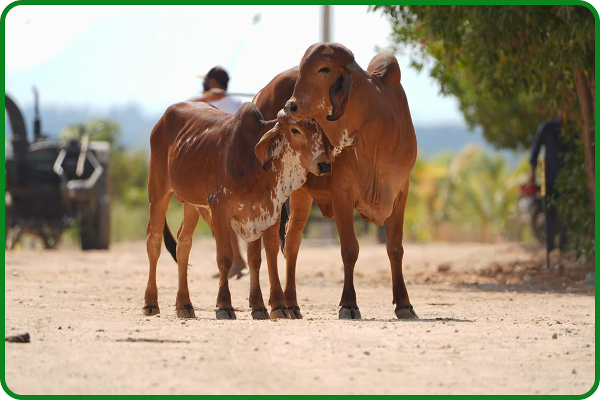 Indian dairy farmer working in field