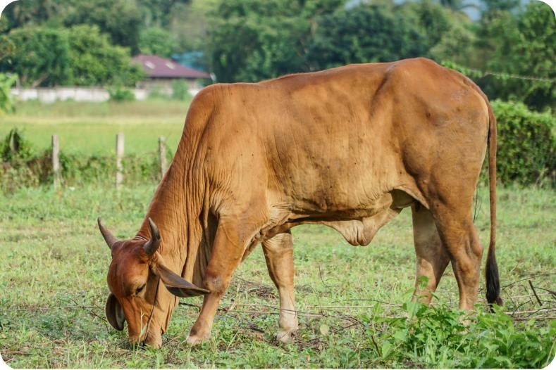Gir cow — India's premium dairy breed